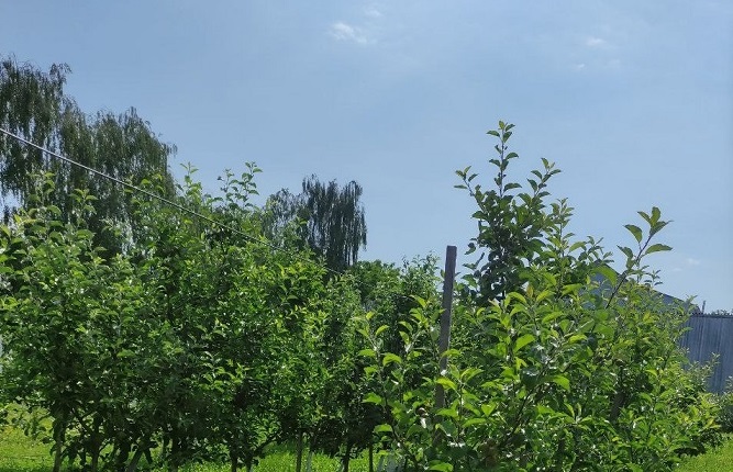 Яблунева плодожерка в саду